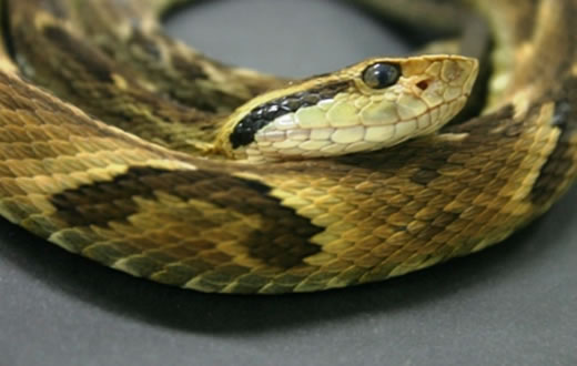 Guarda Municipal faz resgate de cobra jararaca