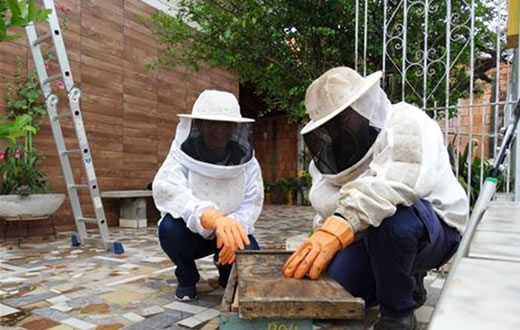 Vigilância Ambiental ensina como proceder com abelhas