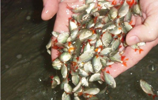 Sabesp realiza repovoamento de peixes no rio Lavapés