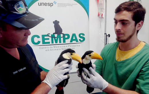 Guarda Municipal resgata dois filhotes de tucano
