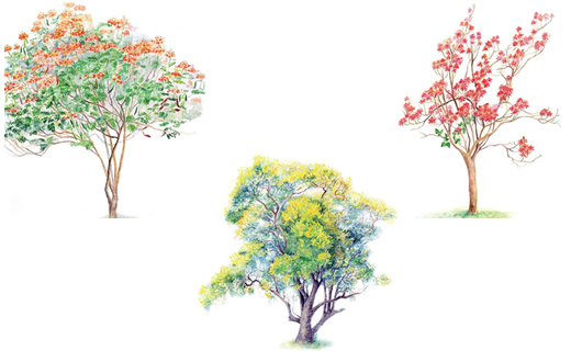 FCA traz a exposição Árvores da Fazenda Lageado