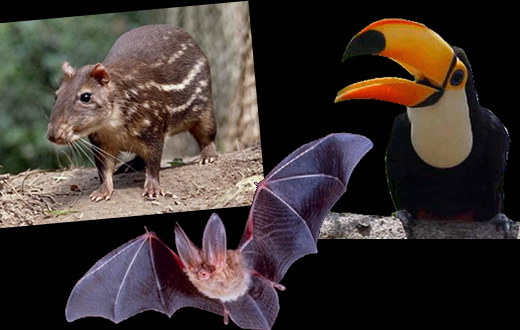 Docentes da FMVZ assinam obra sobre animais selvagens