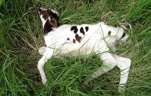 Bezerros são encontrados com sinais de envenenamento