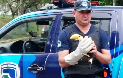 GCM prende procurado e resgata dois tucanos