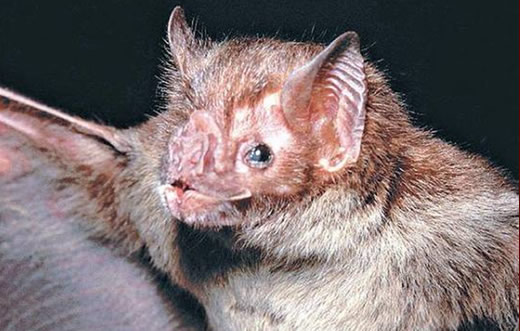 Botucatu registra 2º caso de raiva em morcego