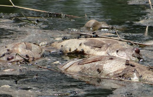 Ambiental investiga morte de peixes em lagoa