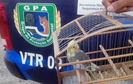 Grupo Ambiental faz o resgate de ave exótica