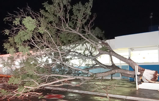 Vento derruba árvore ao lado do Pronto Socorro Regional