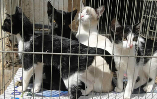 Lei proíbe exposição de animais em vitrines e gaiolas