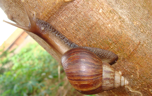 Vigilância Ambiental alerta sobre o caramujo africano