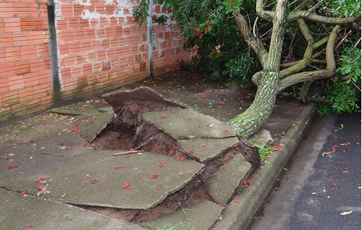 Chuva com rajada de vento causa quedas de árvores