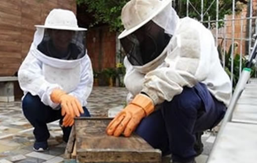 Entulho jogado em terrenos vira casa de abelhas