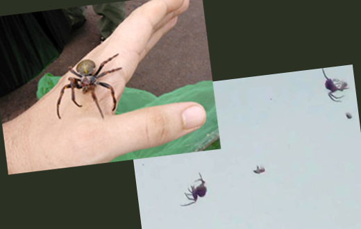 Biólogo explica caso de chuva de aranhas na região