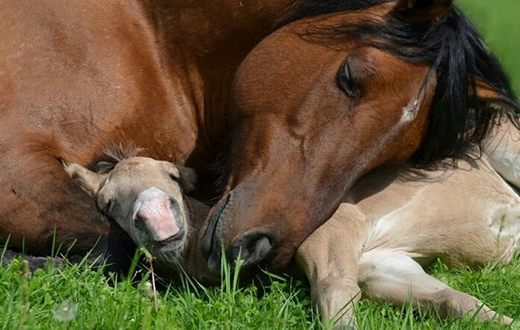 Reprodução equina da FMVZ é destaque nos EUA