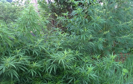DISE apreende pés de maconha em quintal de adolescente