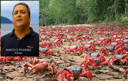 Botucatuense é especialista em migração de caranguejos