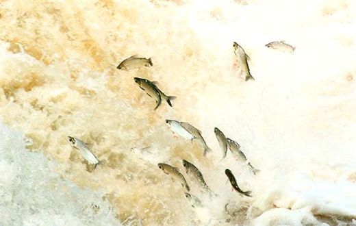 Período da piracema entra em contagem regressiva