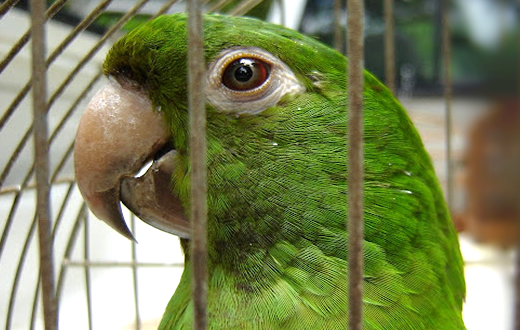 GCM realiza resgate de ave da espécie maritaca