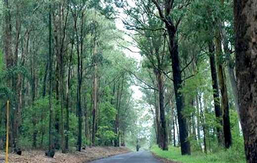 Forças de Segurança estão no encalço do estuprador de jovem