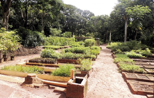 Prefeitura de São Manuel recupera Horto Florestal