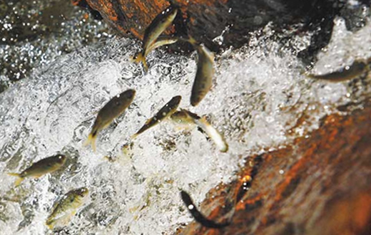 Pescadores comemoram final do período da piracema