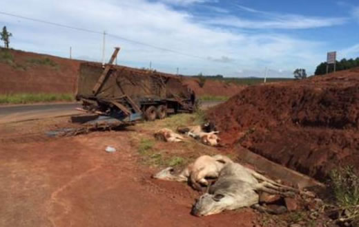 Acidente com caminhão deixa animais mortos em vicinal