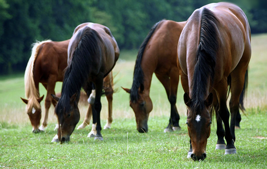 FMVZ/Unesp sedia Simpósio de Medicina Equina