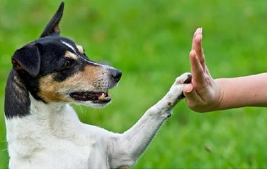 FMVZ/Unesp sedia encontro de cinofilia e adestramento