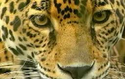 Unesp terá Pós-Graduação em Animais Selvagens