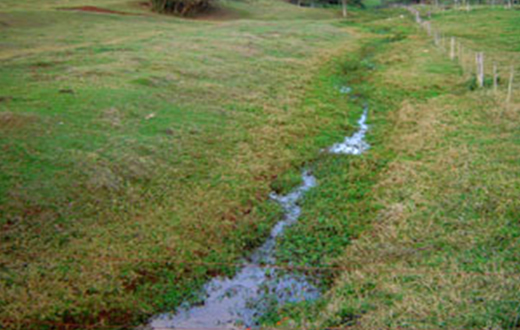 Botucatu terá projeto para matas ciliares e nascentes