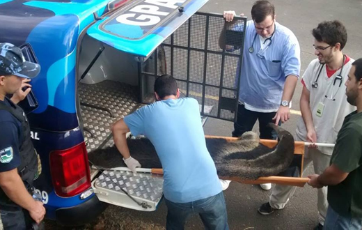 Ambiental faz resgate de tamanduá e coruja suindara