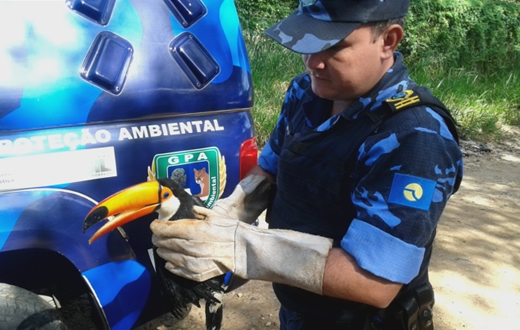 Grupo Ambiental faz resgate de aves silvestres