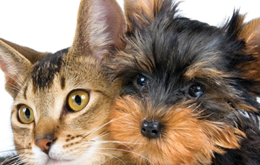 Veterinária cria o  Serviço de Nefrologia e Urologia