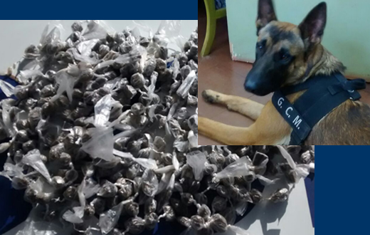 Cão adestrado localiza entorpecentes em Itatinga