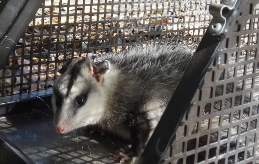 GCM resgata um gambá suriê na Vila dos Médicos