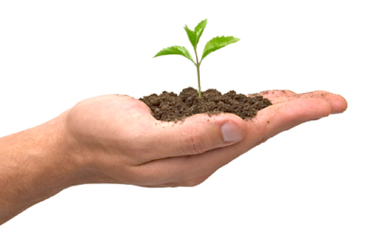 Plano de arborização é tema de requerimento