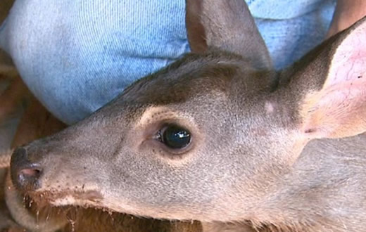 GCM realiza a captura de um veado catingueiro