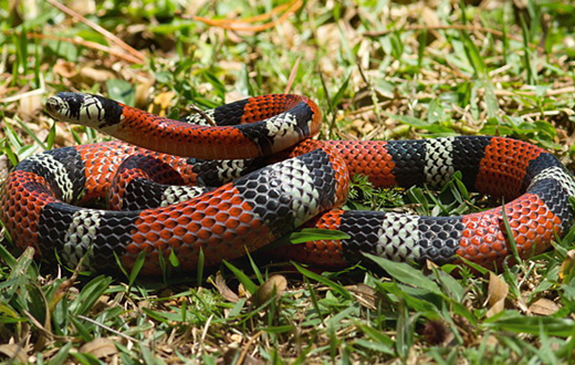 Grupo Ambiental realiza resgate de cobra coral