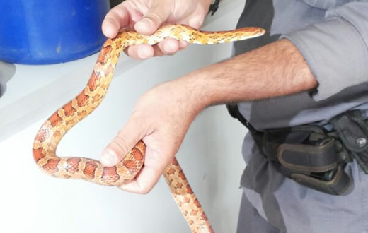 PM flagra animais silvestres em cativeiro e apreende arma