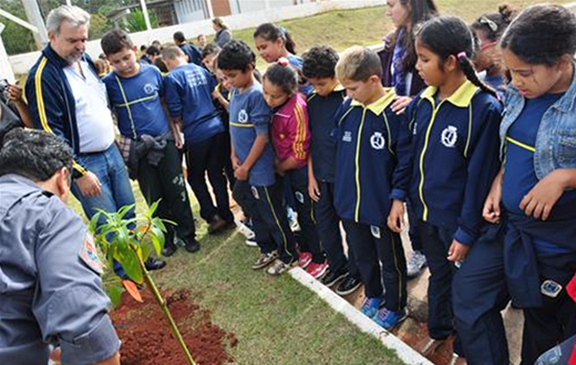 Meio Ambiente quer estimular plantio de árvores