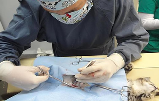 Castração e adoção são sobrevidas de animais domésticos