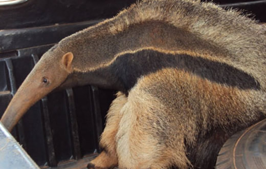 Tamanduá é resgatado pela Guarda Municipal