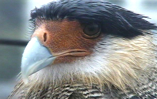 Gavião carcará é resgatado pelo Grupo Ambiental