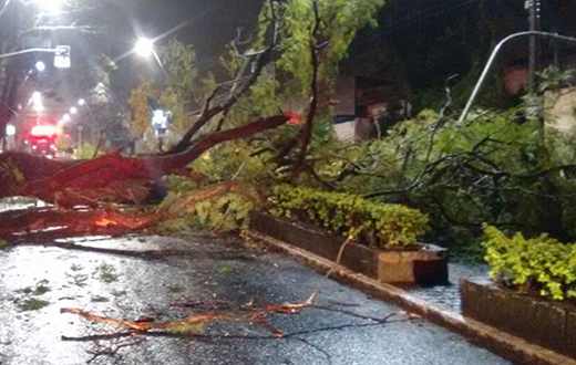 Árvore cai em avenida e atinge um veículo VW Gol