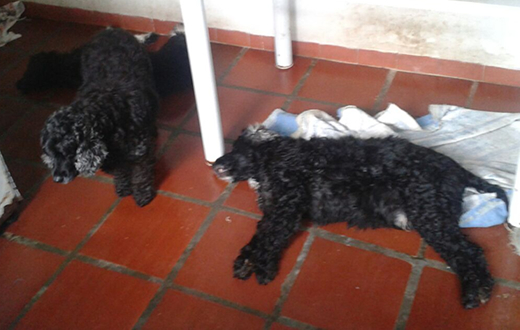 Cães são envenenados em casa da Vila Santana