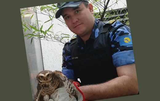 GCM faz resgate de uma coruja buraqueira ferida
