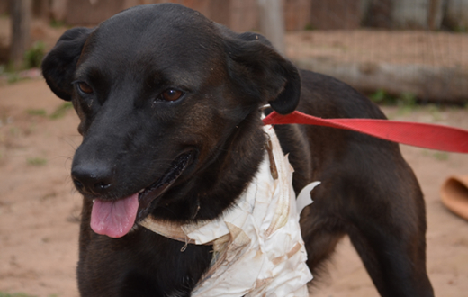 Cachorro é baleado e esfaqueado no Jd. Santa Elisa