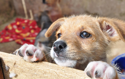 Canil fecha o primeiro semestre com 1.7 mil atendimentos