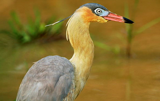 Grupo Ambiental resgata garça Maria Faceira ferida