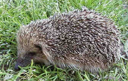Ouriços e cobra são resgatados pelo Grupo Ambiental